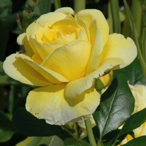 TOGMEISTER (floribunda)